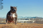 Photo American Bully