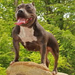Photo American Bully