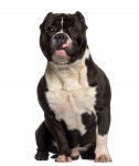 Photo American Bully