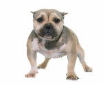 Photo American Bully