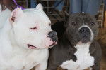 Photo American Bully