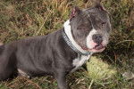 Photo American Bully