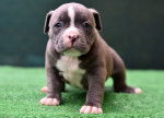 Photo American Bully