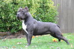 Photo American Bully