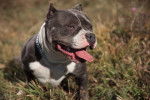 Photo American Bully