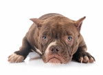 Photo American Bully