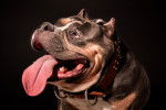 Photo American Bully