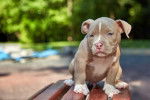 Photo American Bully