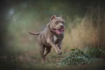 Un American Bully en train de courir dehors