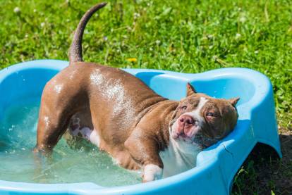 Un American Bully se baigne dans une piscine pour chien