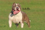 Photo American Bully