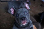 Photo American Bully