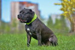 Photo American Bully