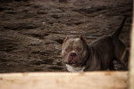 Photo American Bully