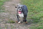 Photo American Bully
