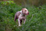 Photo American Bully