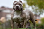 Photo American Bully