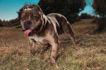 Photo American Bully