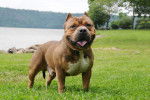 Photo American Bully