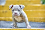 Photo American Bully
