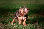 Photo American Bully