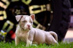 Photo American Bully