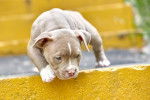 Photo American Bully