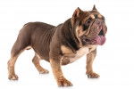 Photo American Bully
