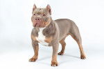 Un American Bully sur fond blanc