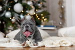 Un American Bully allongé sur un plaid à côté d'un sapin de noël 
