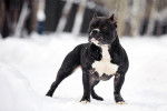 Un American Bully noir se promène en hiver 