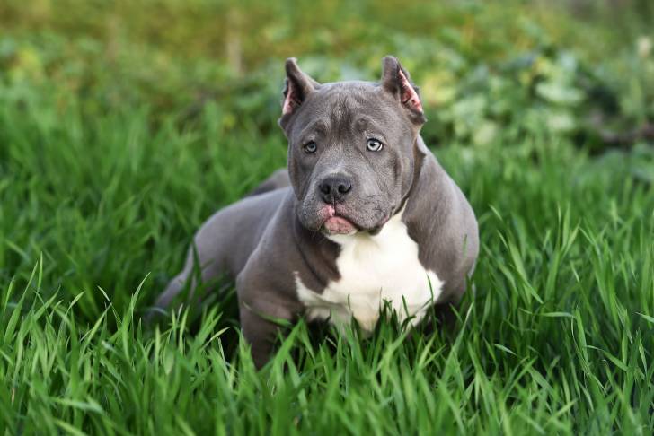 Un American Bully gris et blanc avec un iar triste dans l'herbe