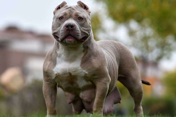 Photo American Bully