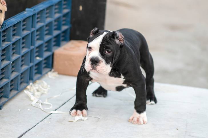 Photo American Bully