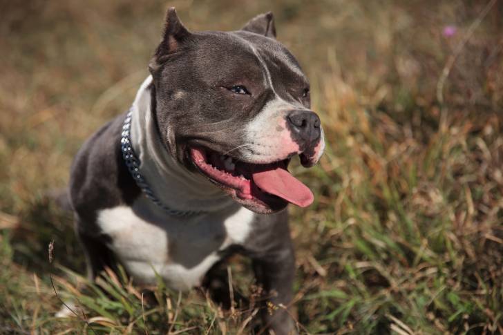 Photo American Bully