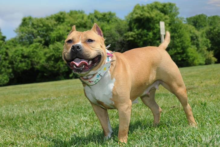 Un American Bully se tient debout dans l'herbe