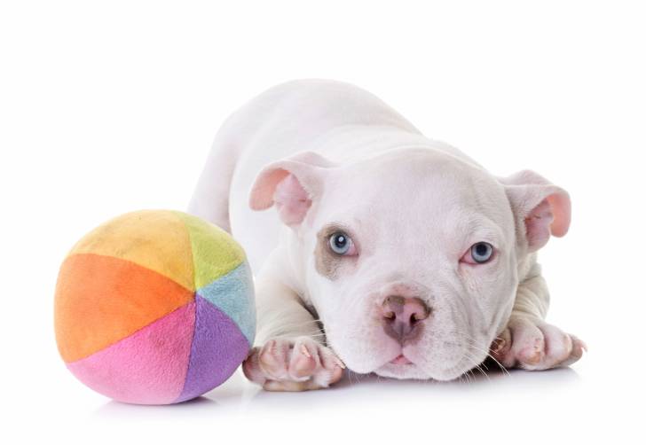 Photo American Bully