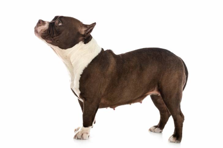 Photo American Bully