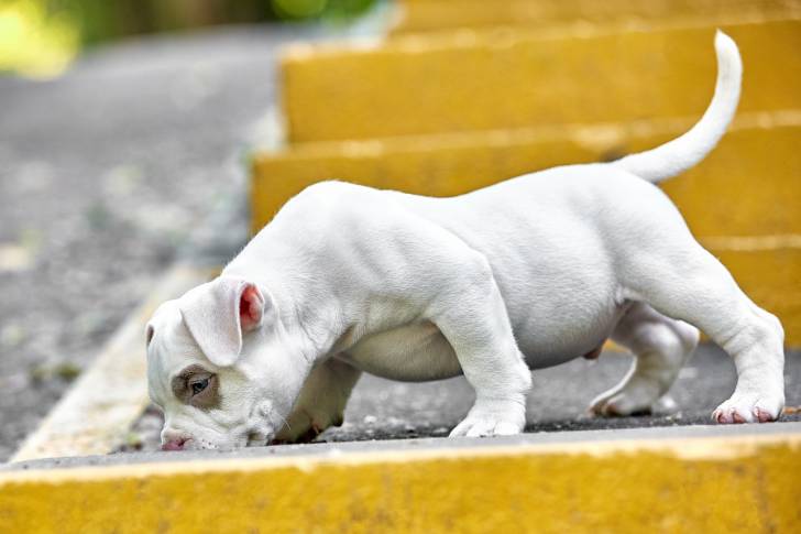 Photo American Bully