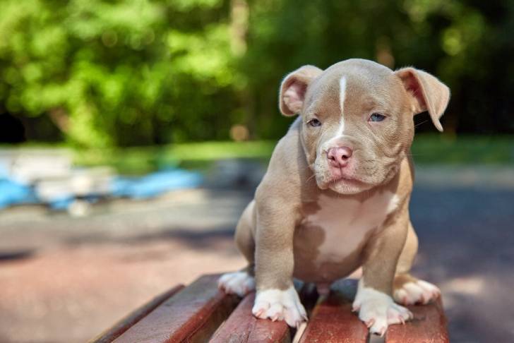 Photo American Bully