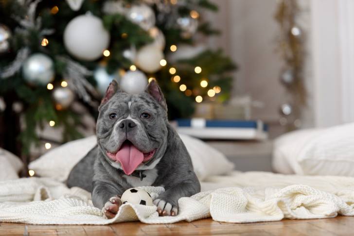 Un American Bully allongé sur un plaid à côté d'un sapin de noël 