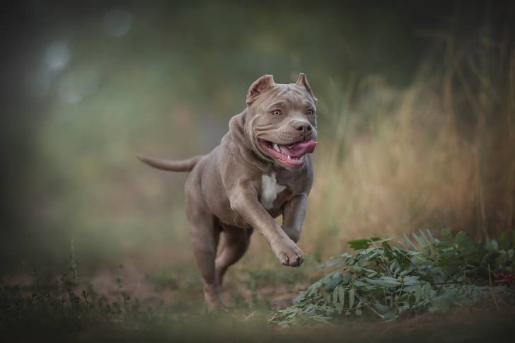 Un American Bully en train de courir dehors