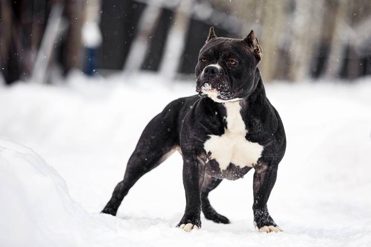 Un American Bully noir se promène en hiver 