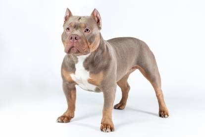 Un American Bully sur fond blanc