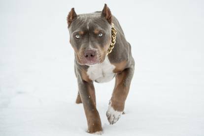 Un American Bully aux yeux bleus en train de marcher vers la caméra