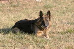 Photo Berger Allemand à Poil Long