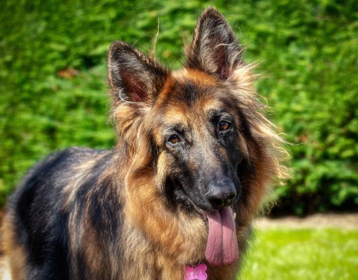 Photo Berger Allemand à Poil Long