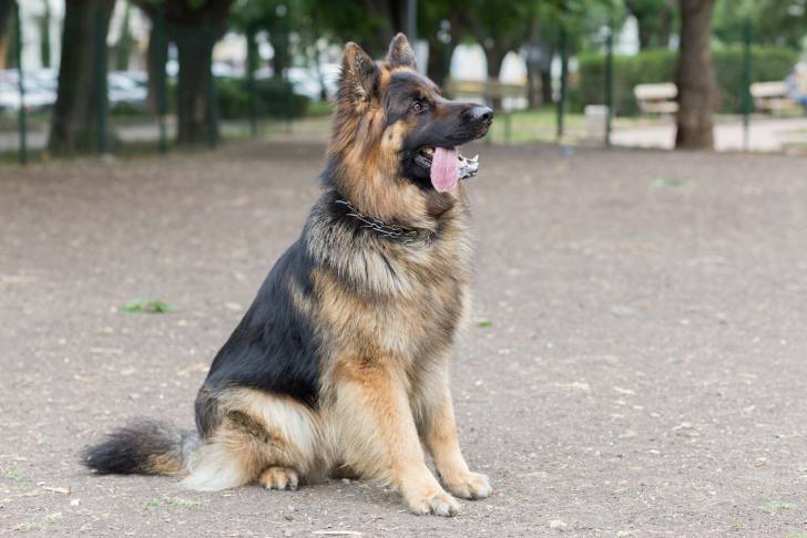 Photo Berger Allemand à Poil Long