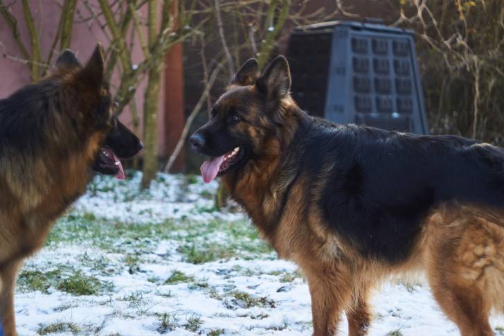Photo Berger Allemand à Poil Long
