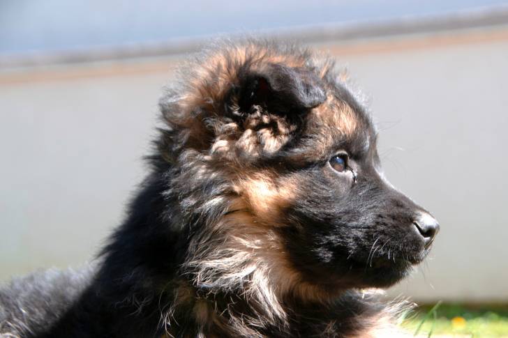 Photo Berger Allemand à Poil Long